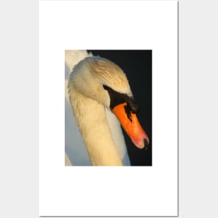 Mute Swan Posters and Art